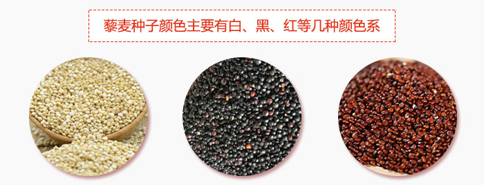 藜麥種子顏色主要有白、黑、紅等幾種顏色系，營(yíng)養(yǎng)成分相差不大，其中白色口感好，黑、紅色口感相對(duì)差些，籽粒也較小。