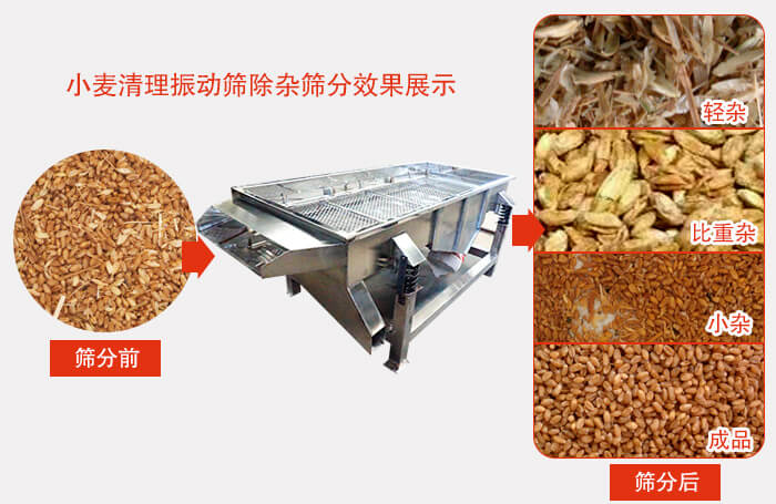 小麥清理振動(dòng)篩小麥篩分效果展示圖可同時(shí)篩分出輕雜，比重雜，小雜，成品等四個(gè)等級(jí)。